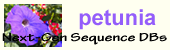 Petunia in. logo