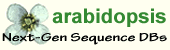 Arabidopsis logo