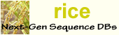 Rice puncata logo